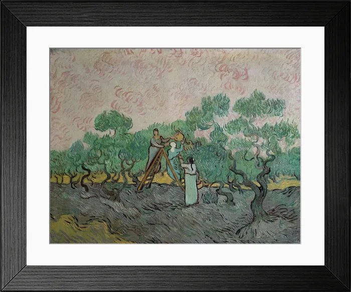 Framed Print : The Olive Trees by van Gogh