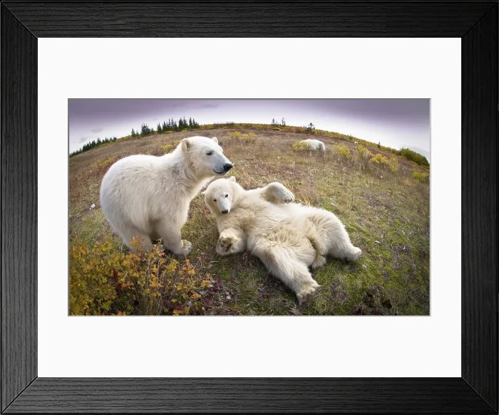 Framed Print : Polar bear Cubs (Ursus maritimus) playing Framed Print : Polar bear Cubs (Ursus maritimus) playing