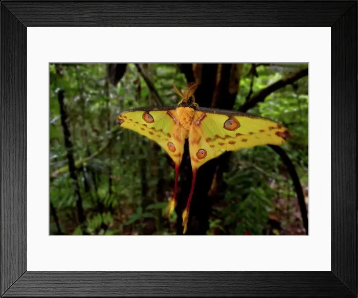 Framed Print : Male Comet moth (Argema mittrei) shortly after emergence from its cocoon Framed Print : Male Comet moth (Argema mittrei) shortly after emergence from its cocoon