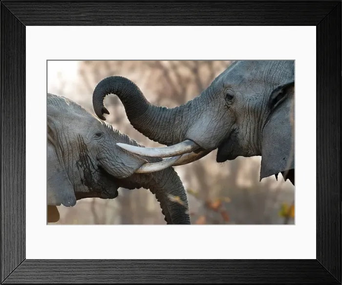 Framed Print : Adult bull African elephants (Loxodonta africana) sparring on the banks of the Luangwa River Framed Print : Adult bull African elephants (Loxodonta africana) sparring on the banks of the Luangwa River