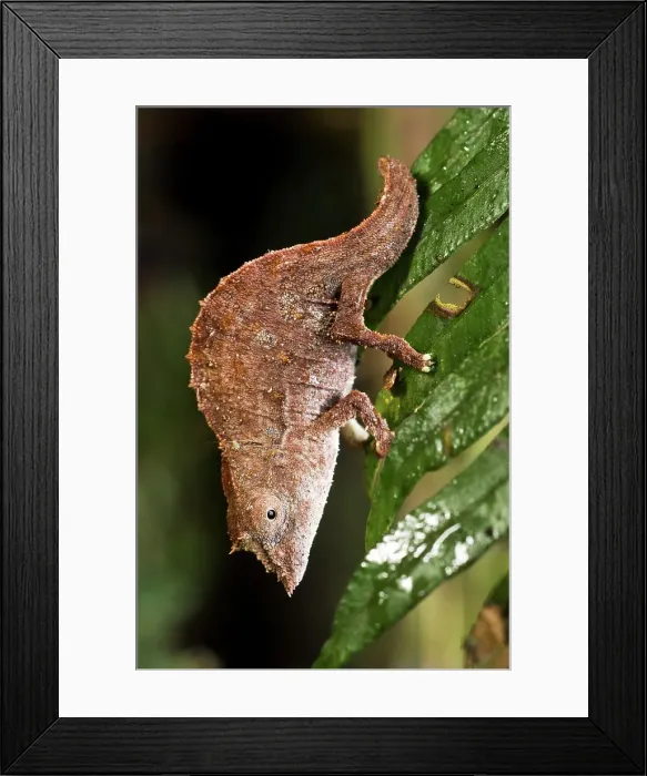 Framed Print : Eiongate Leaf chameleon (Brookesia nasus) on leaf at night