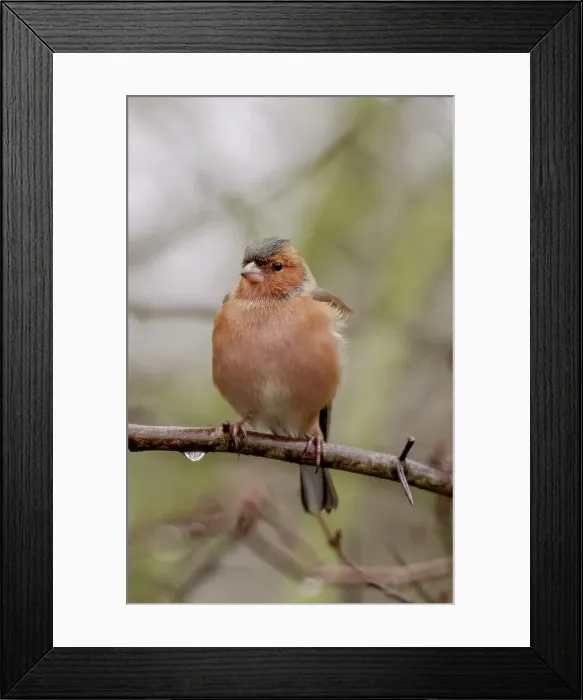 Framed Print : UK, England, Chaffinch (Fringilla coelebs) male Framed Print : UK, England, Chaffinch (Fringilla coelebs) male