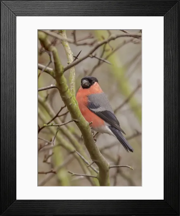 Framed Print : UK, England, Bullfinch (Pyrrhula pyrrhula) male