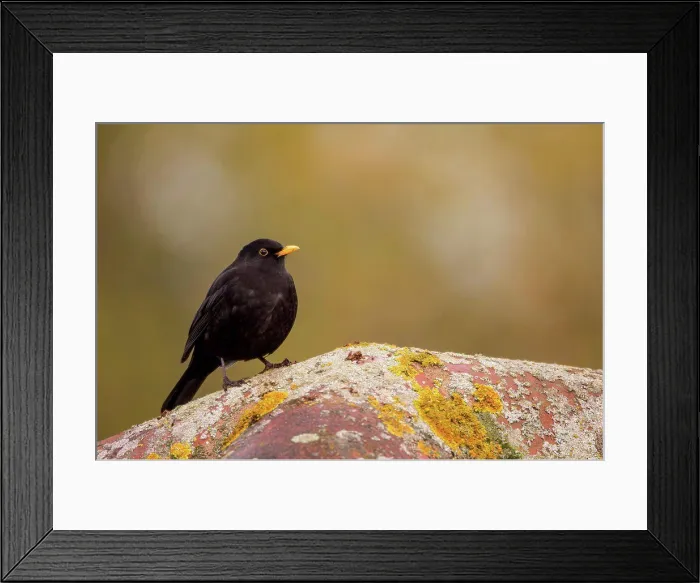 Framed Print : UK, England, Blackbird Male (Turdus mercula) on roof