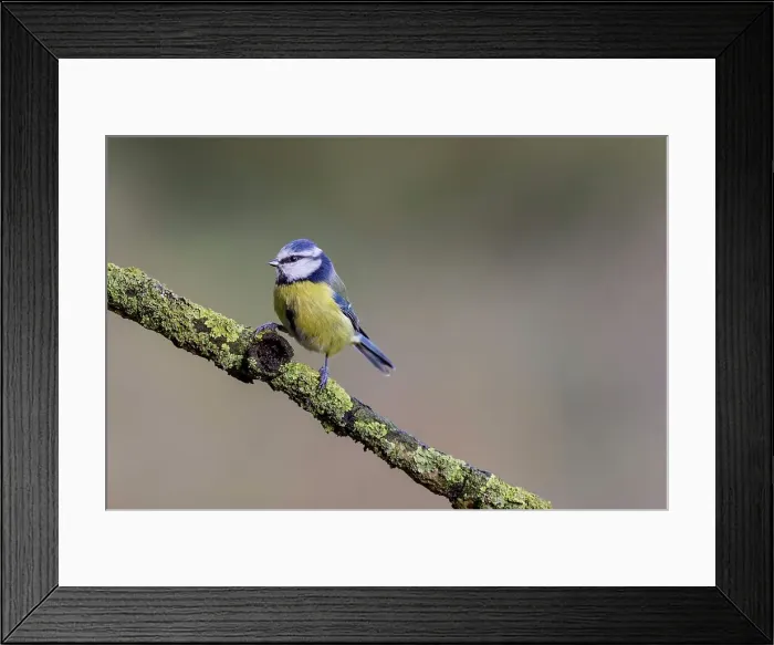 Framed Print : UK, England, Blue Tit (purus caeruleus) on lichen branch
