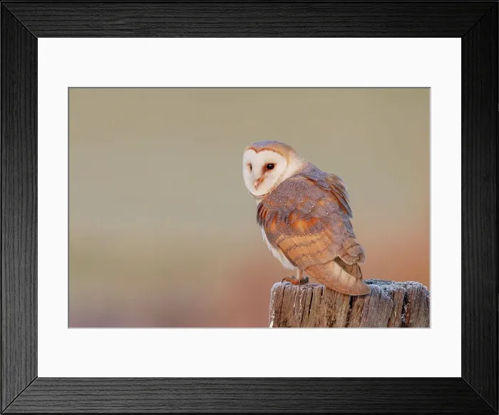 Framed Print : UK, England, Barn Owl (Tyto Alba) perching on post Framed Print : UK, England, Barn Owl (Tyto Alba) perching on post