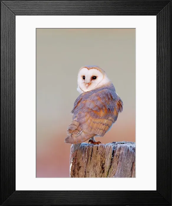 Framed Print : UK, England, Barn Owl (Tyto Alba) perching on post Framed Print : UK, England, Barn Owl (Tyto Alba) perching on post
