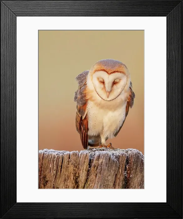 Framed Print : UK, England, Barn Owl (Tyto Alba) perching on post