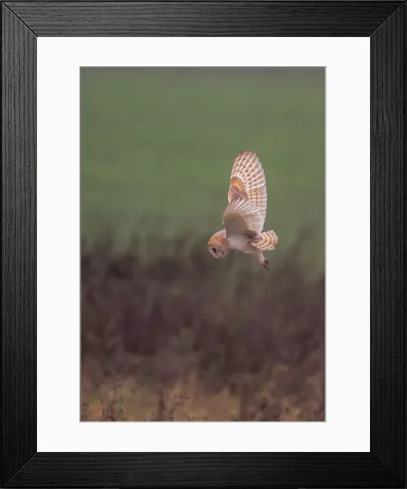 Framed Print : UK, England, Barn Owl (Tyto Alba) in flight Framed Print : UK, England, Barn Owl (Tyto Alba) in flight
