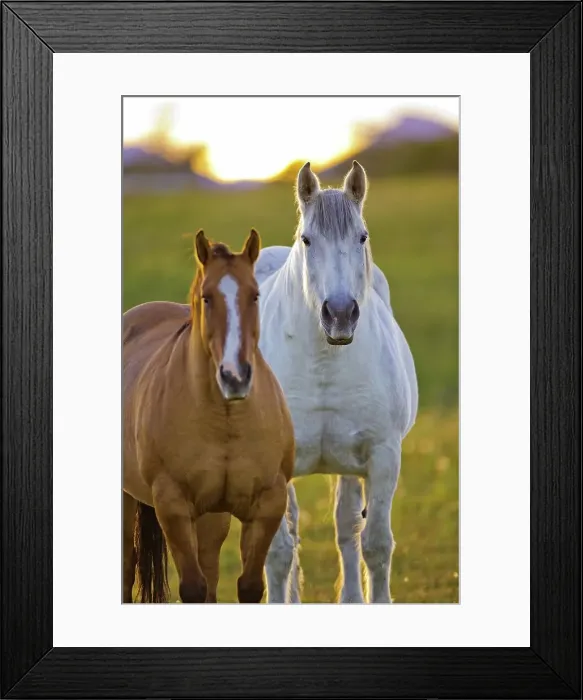 Framed Print : Canada, Alberta, Two horses in field Framed Print : Canada, Alberta, Two horses in field