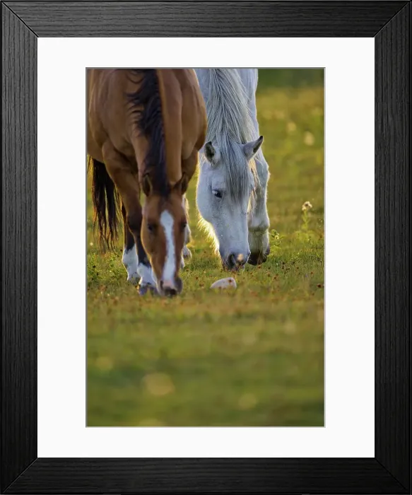 Framed Print : Canada, Alberta, Horses grazing in field Framed Print : Canada, Alberta, Horses grazing in field