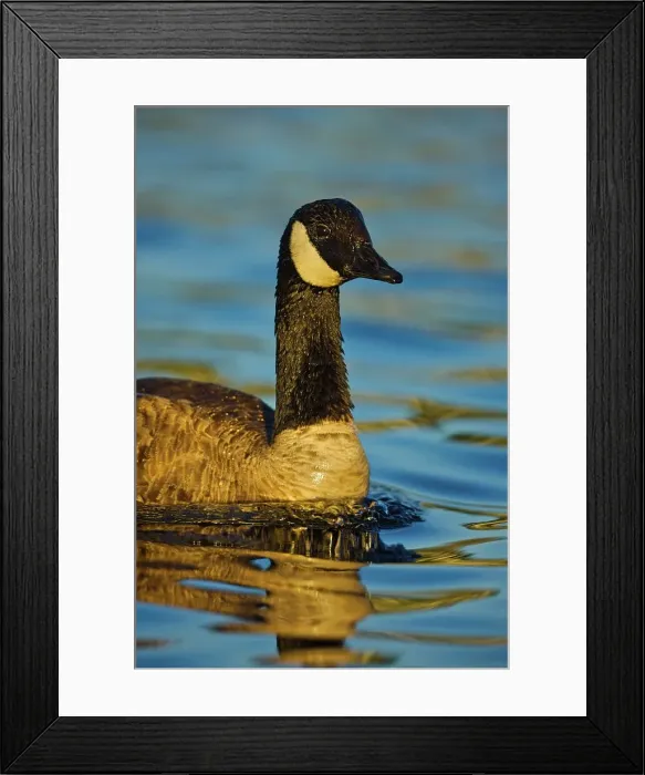 Framed Print : Canada, British Columbia, Vancouver Island Framed Print : Canada, British Columbia, Vancouver Island
