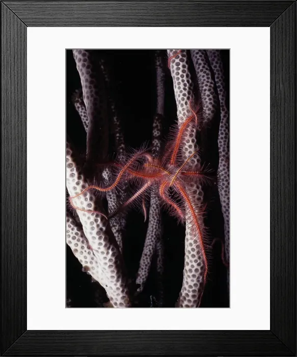 Framed Print : Brittle Star on coral underwater