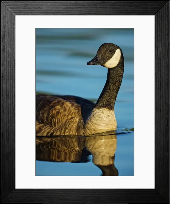 Framed Print : Canada, British Columbia, Vancouver Island Framed Print : Canada, British Columbia, Vancouver Island