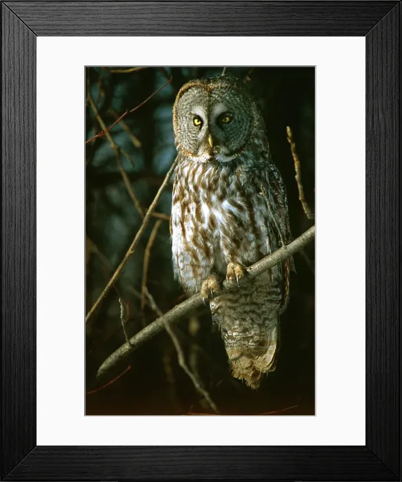 Framed Print : Great Gray Owl