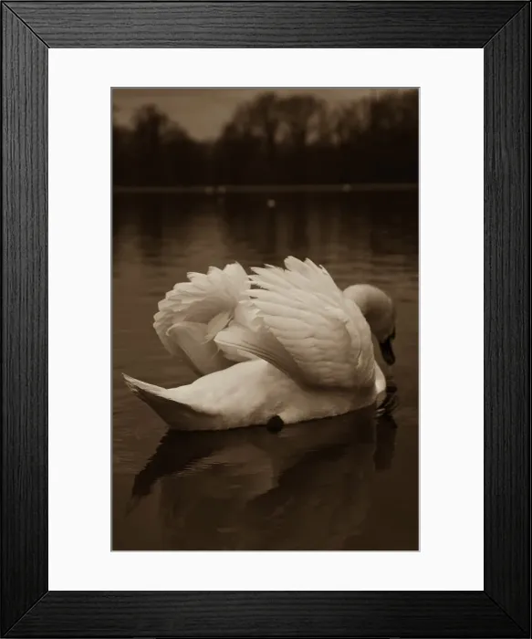 Framed Print : Swan floating on water, Hyde Park, London, England