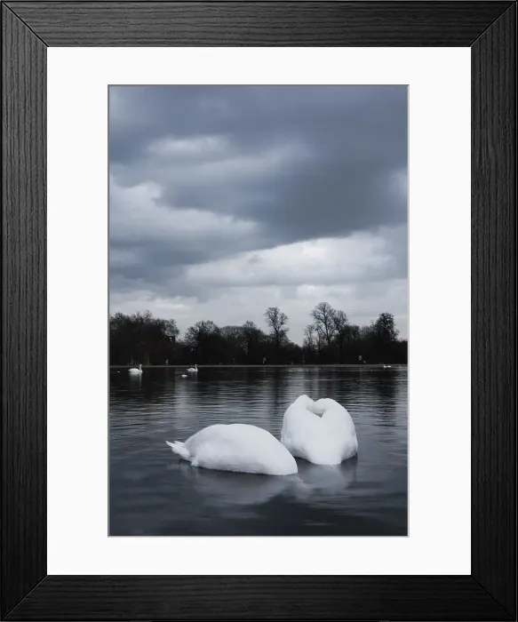 Framed Print : Swans in a pond, Hyde Park, London, England Framed Print : Swans in a pond, Hyde Park, London, England