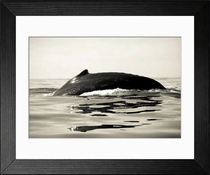 Framed Print : Humpback whale (Megaptera novaeangliae) breaching in the ocean Framed Print : Humpback whale (Megaptera novaeangliae) breaching in the ocean