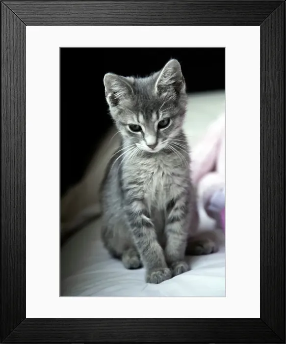 Framed Print : Kitten resting on the bed