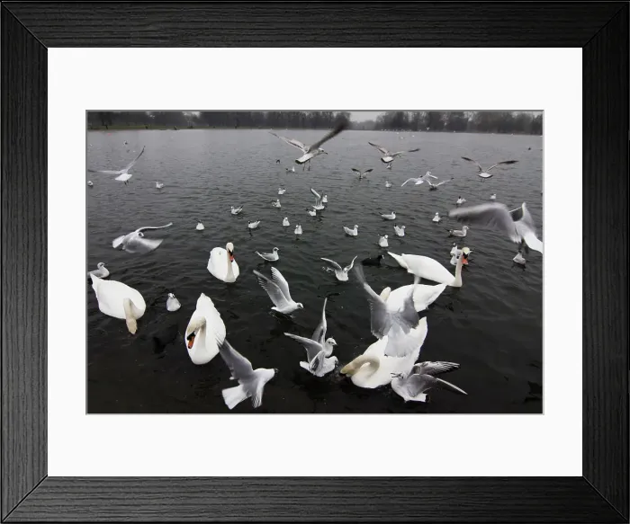 Framed Print : Swans in a pond, Hyde Park, London, England Framed Print : Swans in a pond, Hyde Park, London, England