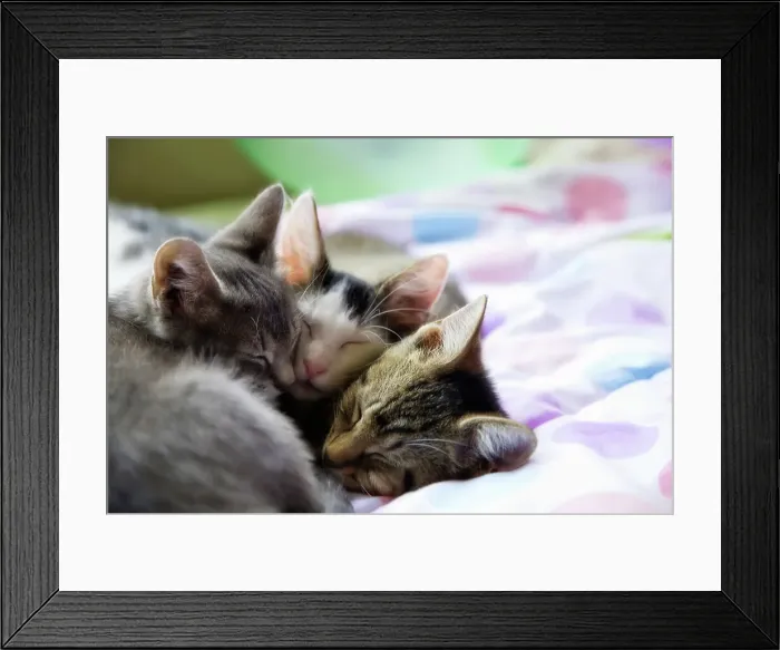 Framed Print : Close-up of three kittens resting on the bed Framed Print : Close-up of three kittens resting on the bed