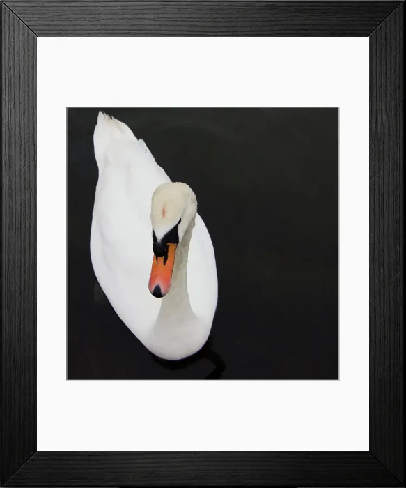 Framed Print : Close-up of a swan, Hyde Park, London, England Framed Print : Close-up of a swan, Hyde Park, London, England