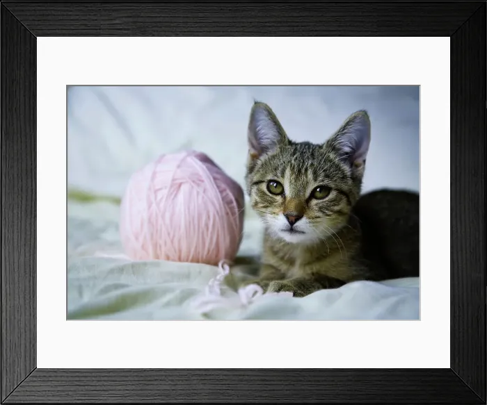 Framed Print : Close-up of a kitten playing with a ball of yarn; American short hair tabby
