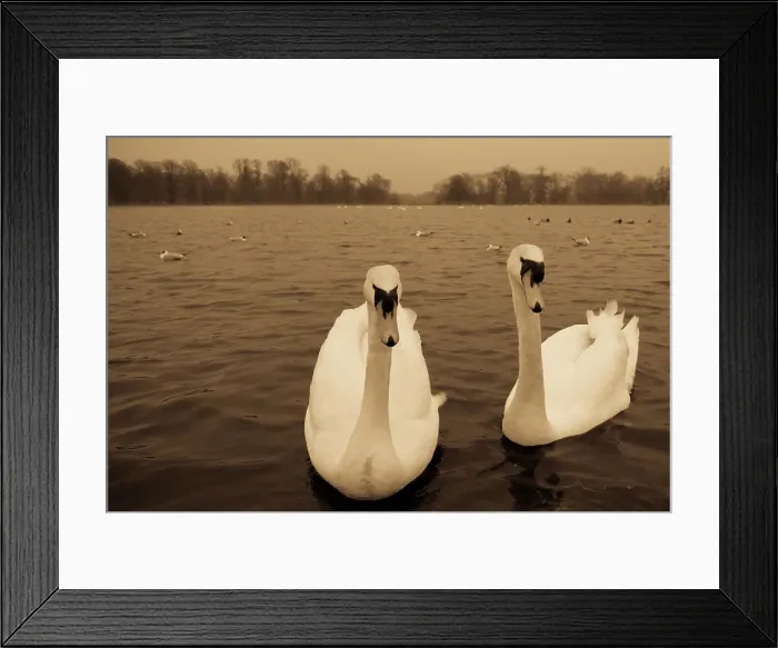 Framed Print : Swans in a pond, Hyde Park, London, England Framed Print : Swans in a pond, Hyde Park, London, England