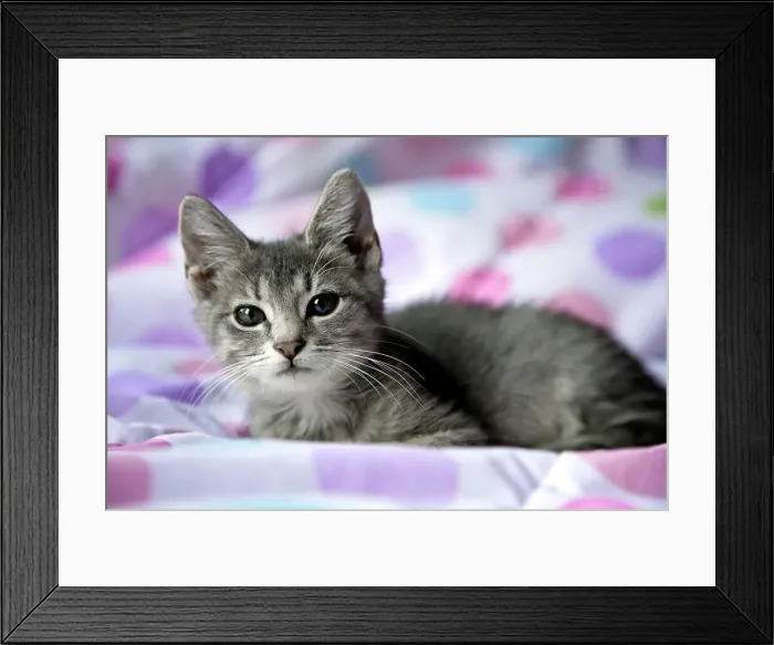 Framed Print : Kitten resting on a blanket Framed Print : Kitten resting on a blanket