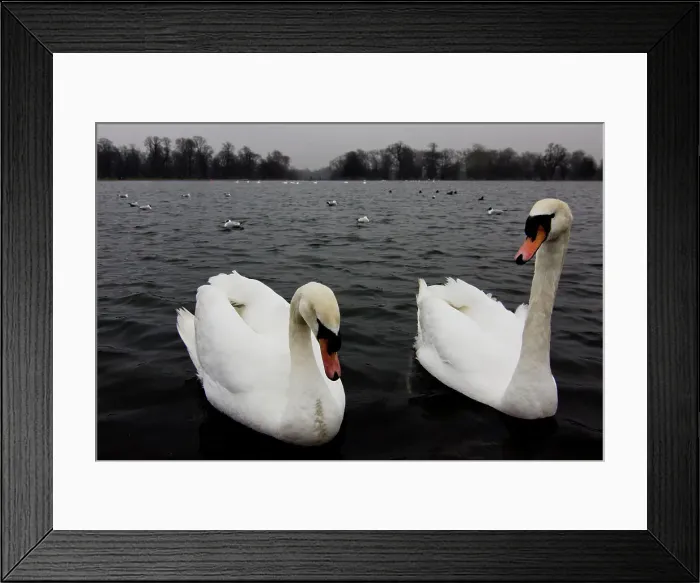 Framed Print : Swans in a pond, Hyde Park, London, England Framed Print : Swans in a pond, Hyde Park, London, England