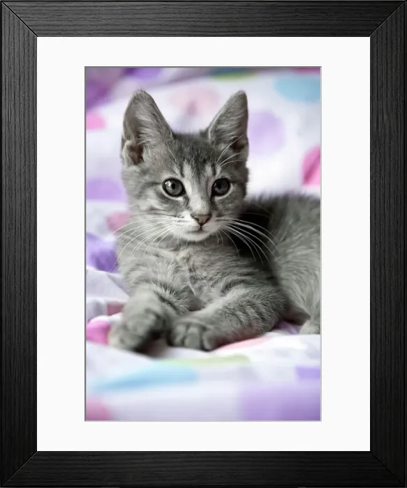 Framed Print : Kitten resting on a blanket Framed Print : Kitten resting on a blanket