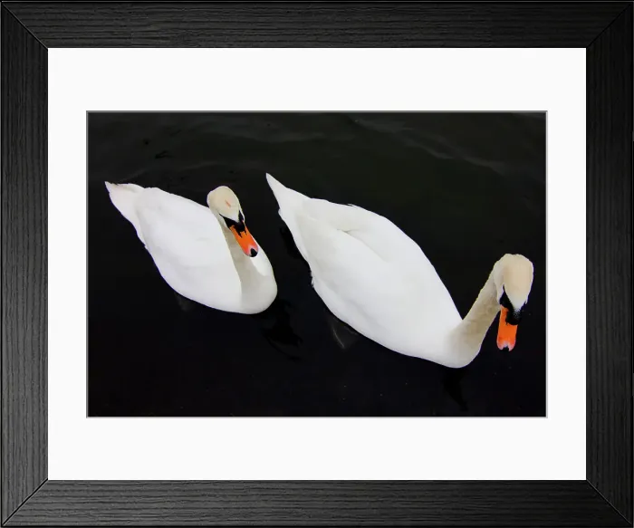 Framed Print : Close-up of two swans, Hyde Park, London, England Framed Print : Close-up of two swans, Hyde Park, London, England