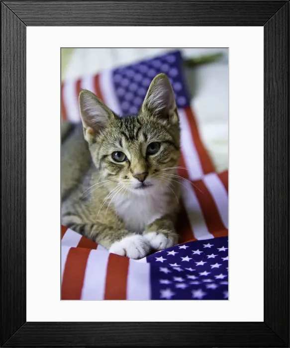 Framed Print : Kitten resting on an American flag Framed Print : Kitten resting on an American flag
