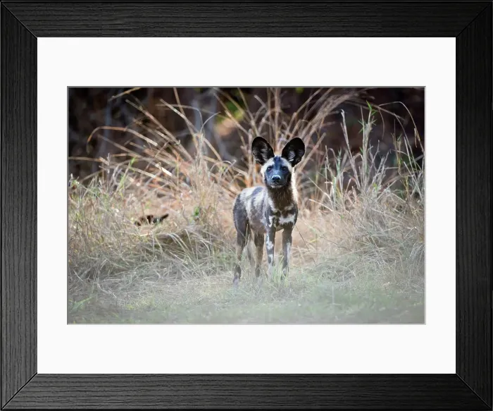 Framed Print : Juvenile African Wild Dog (Lycaon pictus) standing on the banks of the Luangwa River Framed Print : Juvenile African Wild Dog (Lycaon pictus) standing on the banks of the Luangwa River