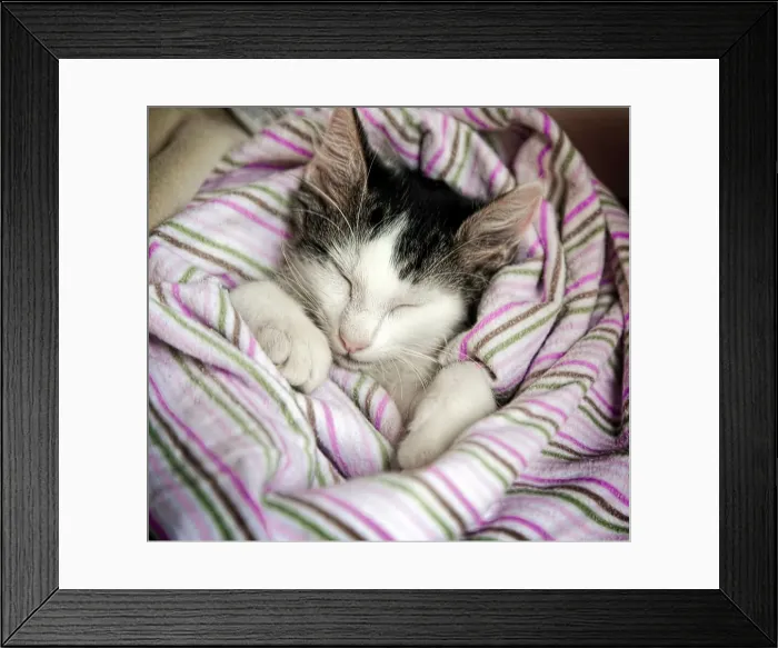 Framed Print : Kitten resting on a blanket Framed Print : Kitten resting on a blanket