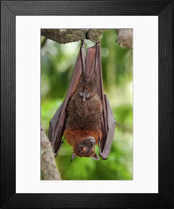 Framed Print : Greater Flying fox (Pteropus vampyrus) hanging upside down on a branch
