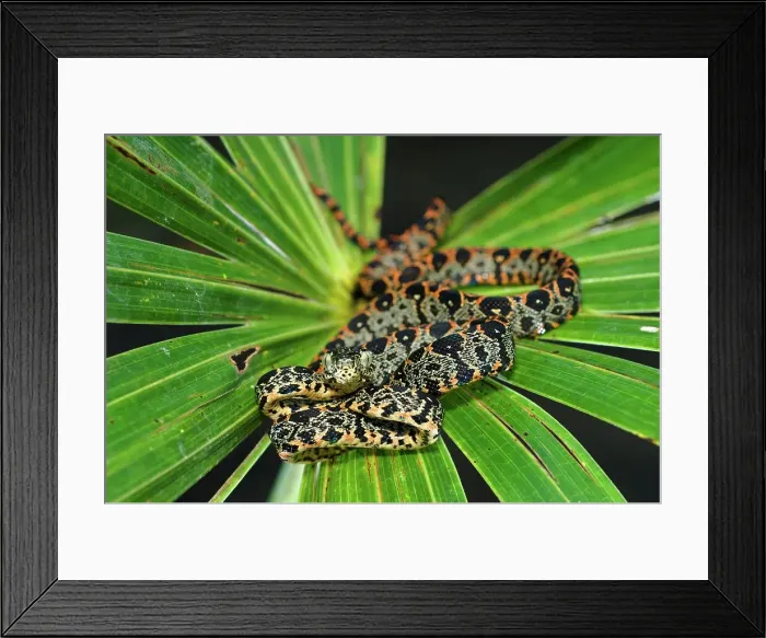 Framed Print : Juvenile Amazon Tree Boa (Corallus hortulanus) on a leaf