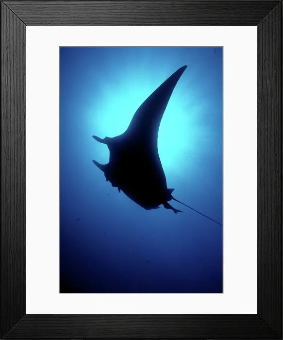 Framed Print : Mexico, Sea of Cortez, Manta ray (Manta birostris)