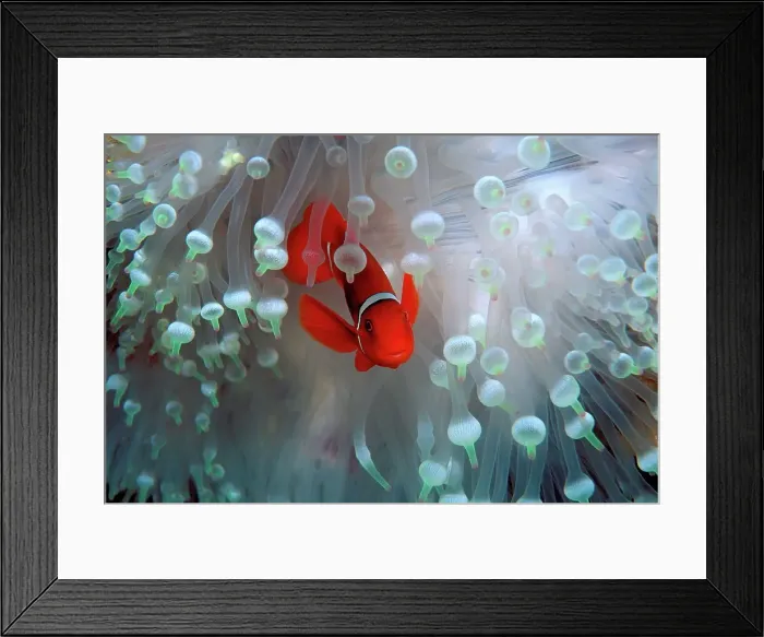 Framed Print : Fiji, Spine-cheek anemonefish (Premnas biaculeatus) among coral in Pacific Ocean Framed Print : Fiji, Spine-cheek anemonefish (Premnas biaculeatus) among coral in Pacific Ocean