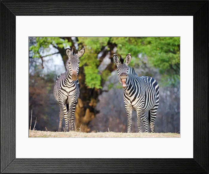 Framed Print : Crawshay's zebras (Equus quagga crawshayi) on the banks of the Luangwa River Framed Print : Crawshay's zebras (Equus quagga crawshayi) on the banks of the Luangwa River