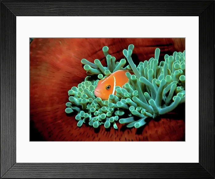 Framed Print : Fiji, Pink anemonefish (Amphiprion perideraion) in Pacific Ocean
