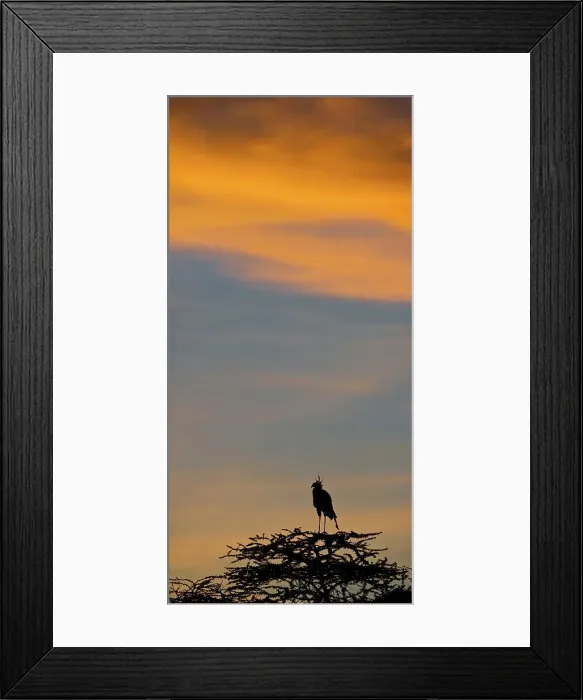 Framed Print : Secretary Bird (Sagittarius serpentarius) on Acacia tree at sunrise Framed Print : Secretary Bird (Sagittarius serpentarius) on Acacia tree at sunrise