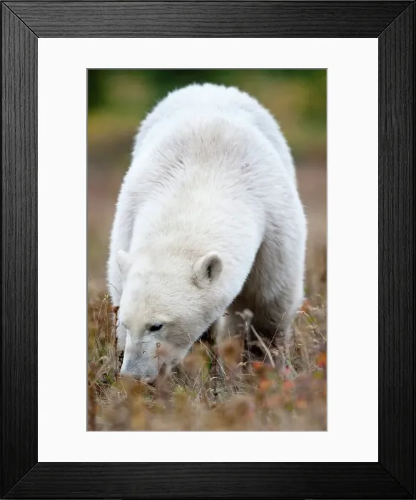 Framed Print : Polar bear (Ursus maritimus) grazing in tundra vegetation