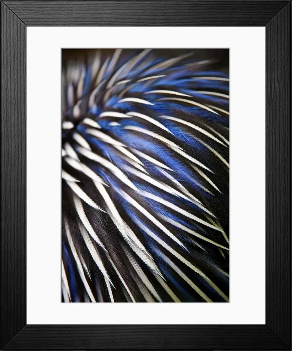Framed Print : Feather design of Vulterurine Guinea fowl (Acryllium vulturinum) Framed Print : Feather design of Vulterurine Guinea fowl (Acryllium vulturinum)