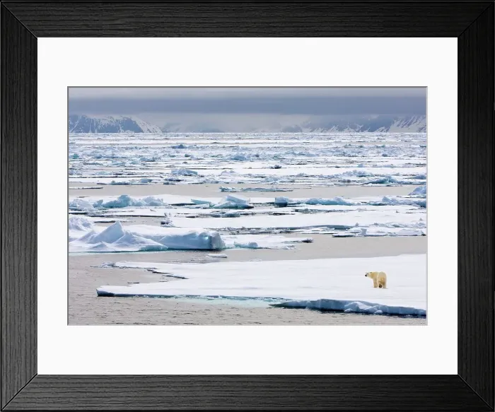 Framed Print : Polar bear (Ursus maritimus) walking on ice flow Framed Print : Polar bear (Ursus maritimus) walking on ice flow
