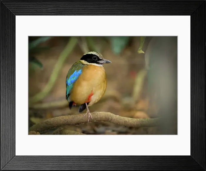 Framed Print : Male Blue-Winged Pitta (Pitta moluccensis) in rainforest Framed Print : Male Blue-Winged Pitta (Pitta moluccensis) in rainforest