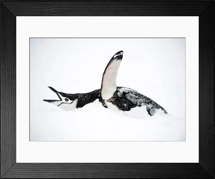 Framed Print : Chinstrap penguin (Pygoscelis antarctica) displaying Framed Print : Chinstrap penguin (Pygoscelis antarctica) displaying