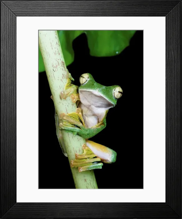 Framed Print : Wallace's Flying frog (Rhacophorus nigropalmatus) perched in understory vegetation