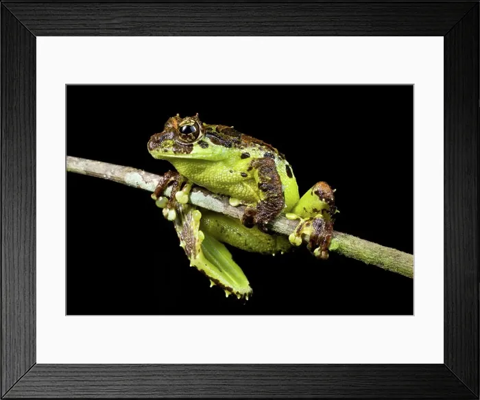 Framed Print : Mossy Tree frog (Rhacophorus everetti) on twig Framed Print : Mossy Tree frog (Rhacophorus everetti) on twig