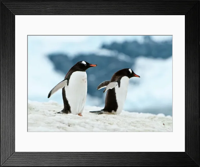 Framed Print : Gentoo penguins (Pygoscelis papua) in snow Framed Print : Gentoo penguins (Pygoscelis papua) in snow